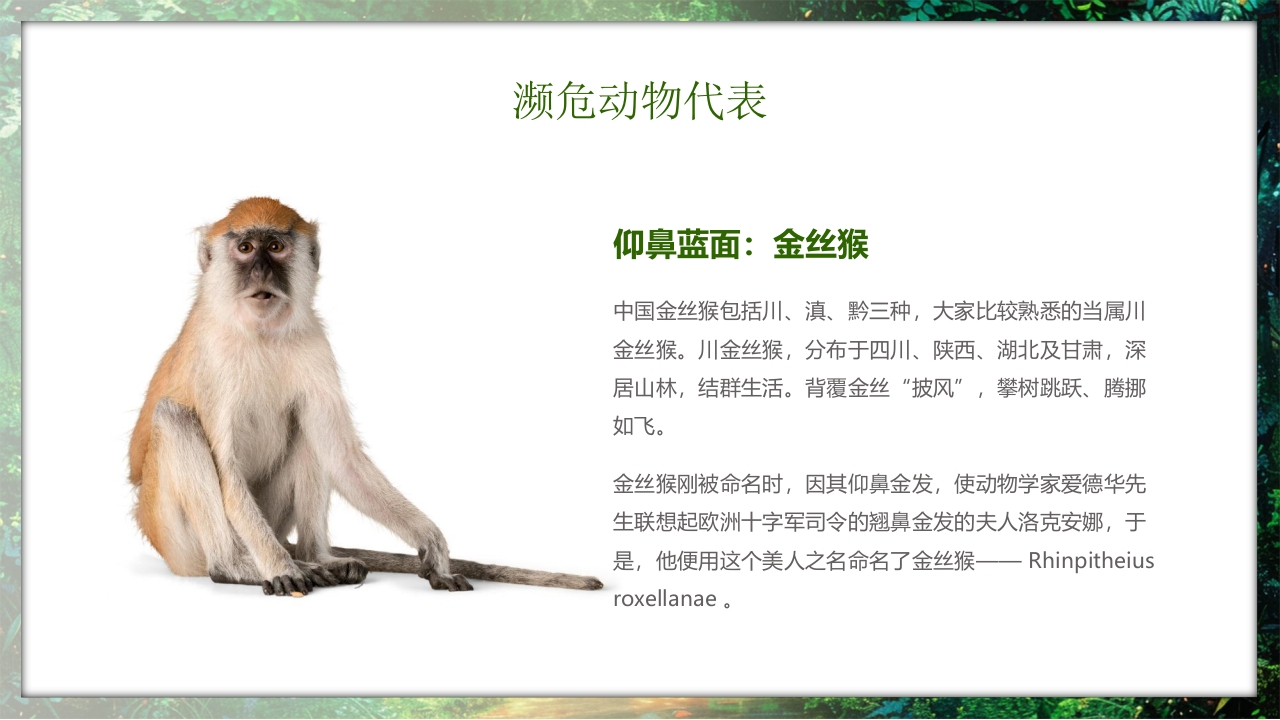 保护野生动物守护美丽家园PPT课件22