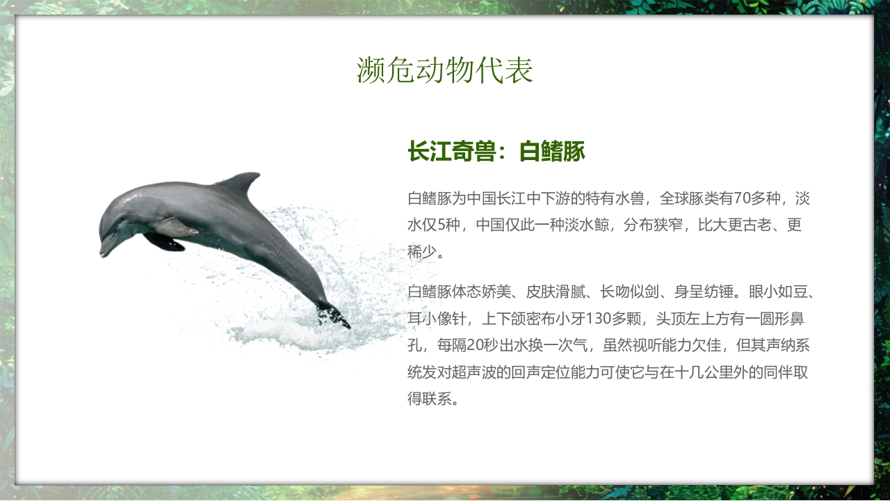 保护野生动物守护美丽家园PPT课件24