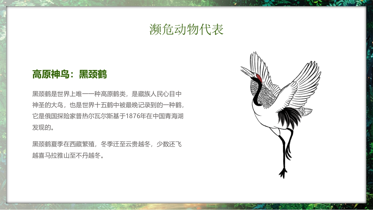 保护野生动物守护美丽家园PPT课件25