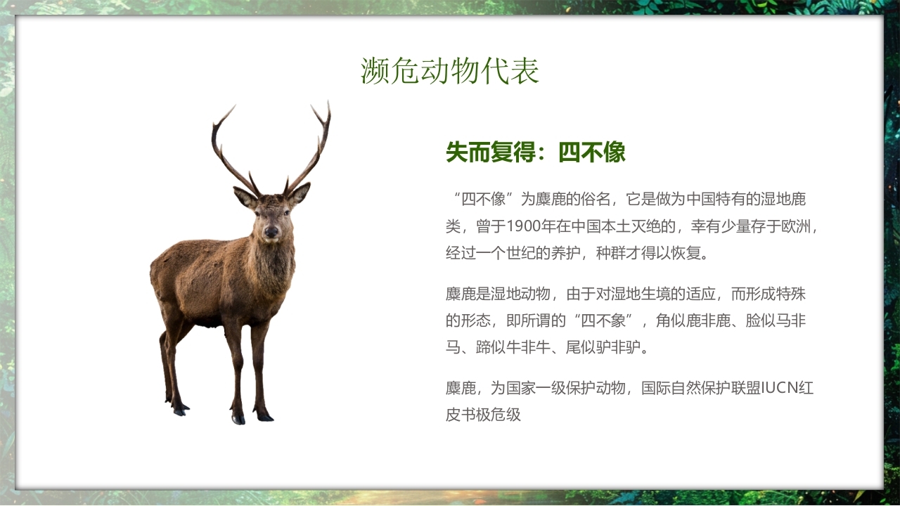 保护野生动物守护美丽家园PPT课件26