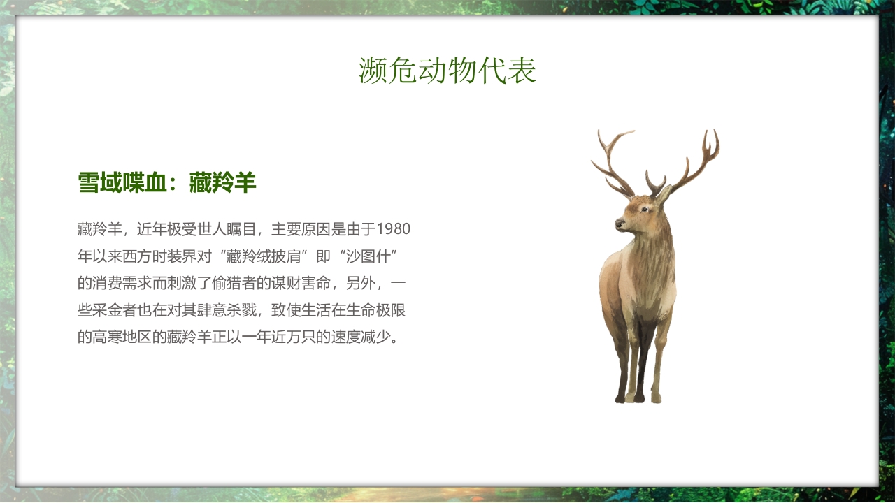 保护野生动物守护美丽家园PPT课件27