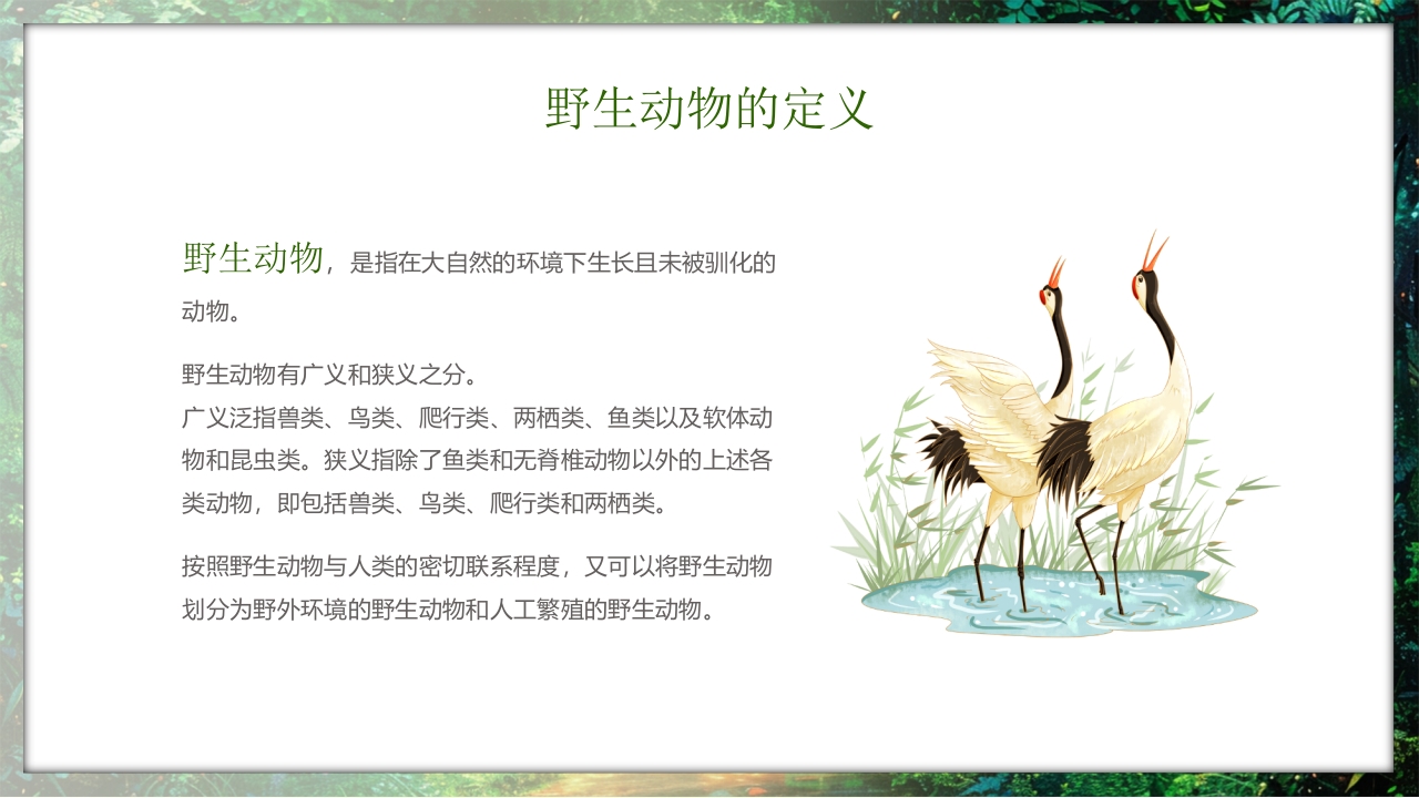 保护野生动物守护美丽家园PPT课件4