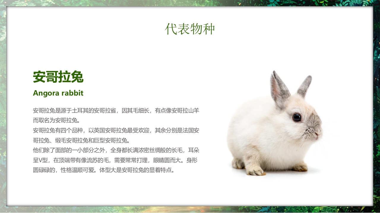 保护野生动物守护美丽家园PPT课件8