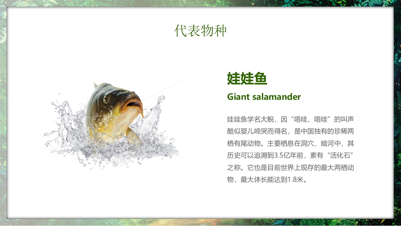 保护野生动物守护美丽家园PPT课件9