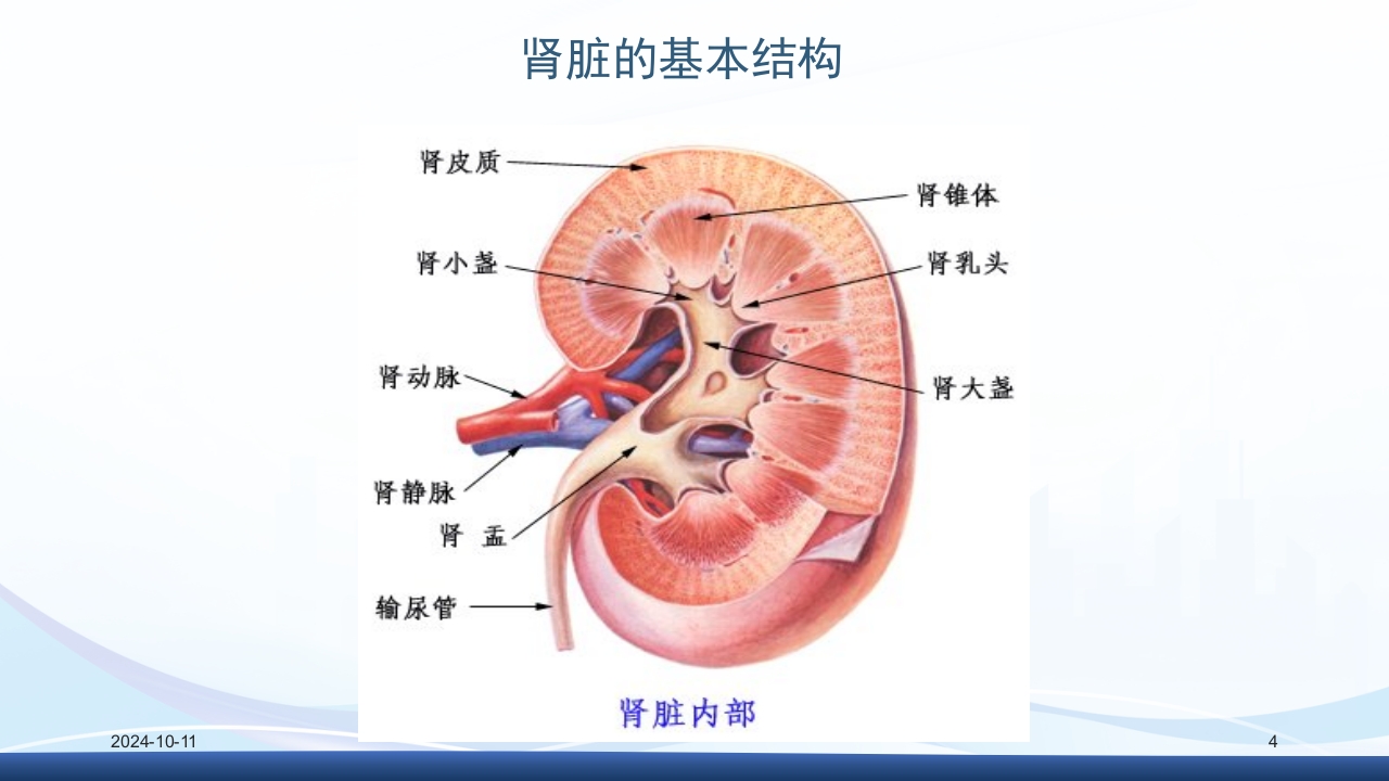 慢性肾病与复方α-酮酸片(科罗迪)PPT课件4