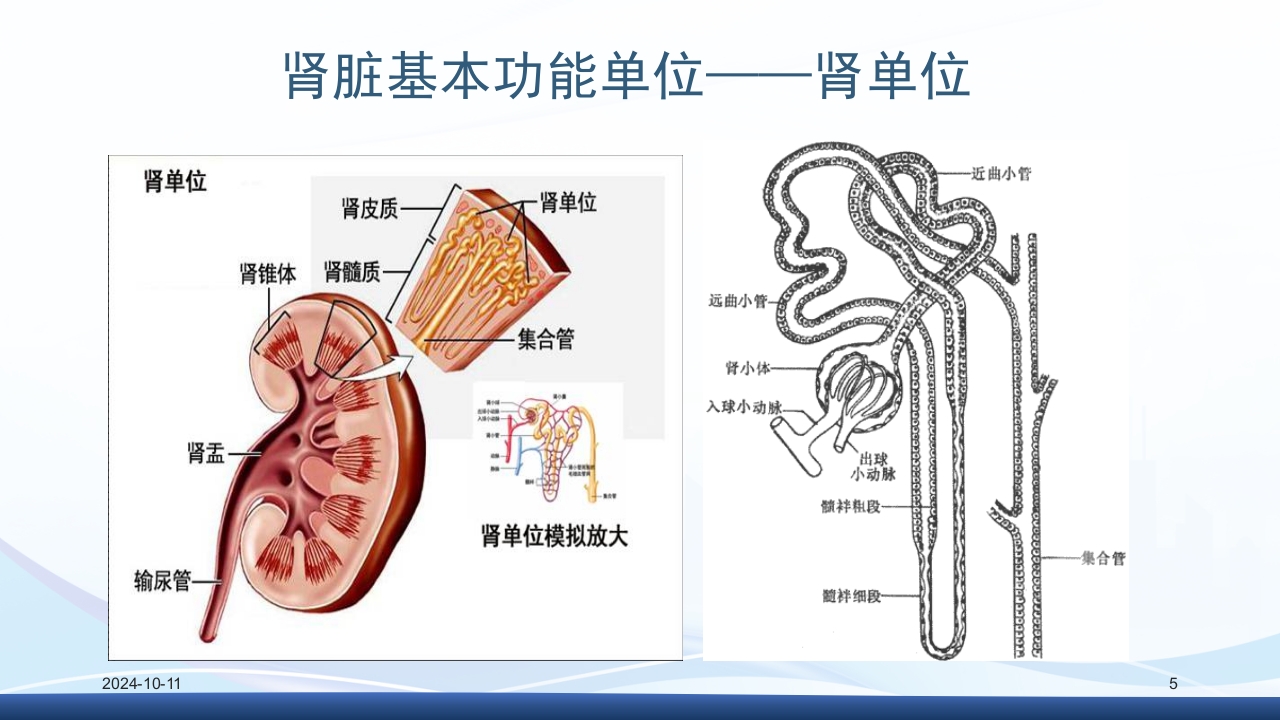 慢性肾病与复方α-酮酸片(科罗迪)PPT课件5