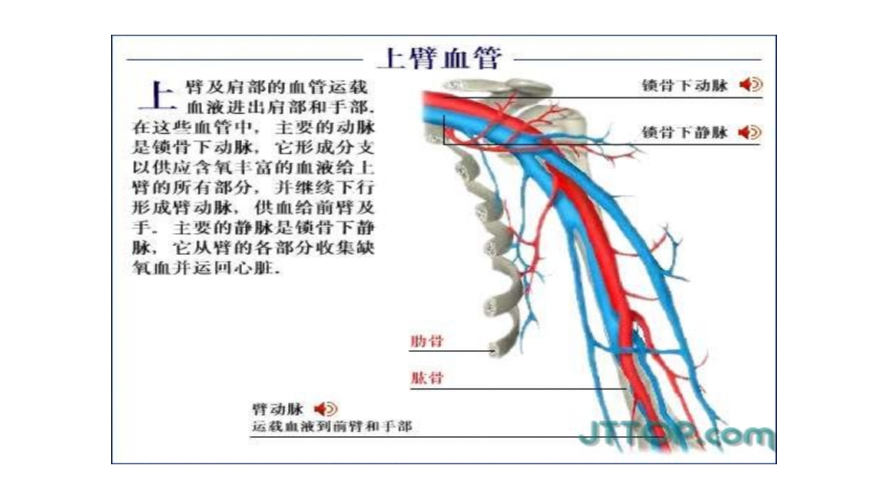 肱骨外科颈骨折PPT课件11