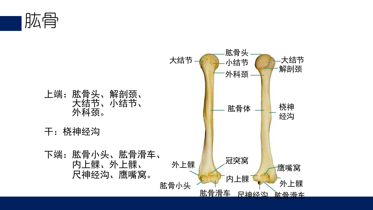 肱骨外科颈骨折PPT课件7