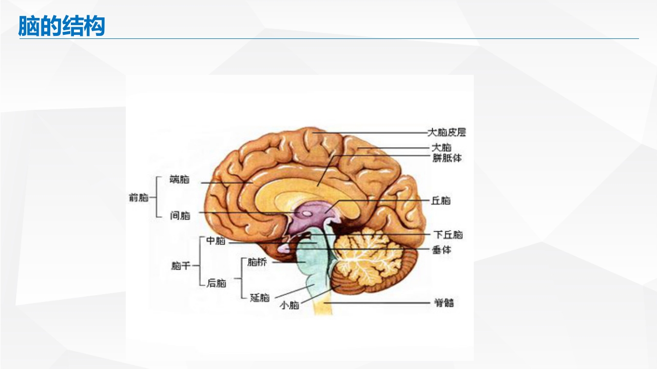 脑出血的护理PPT课件3