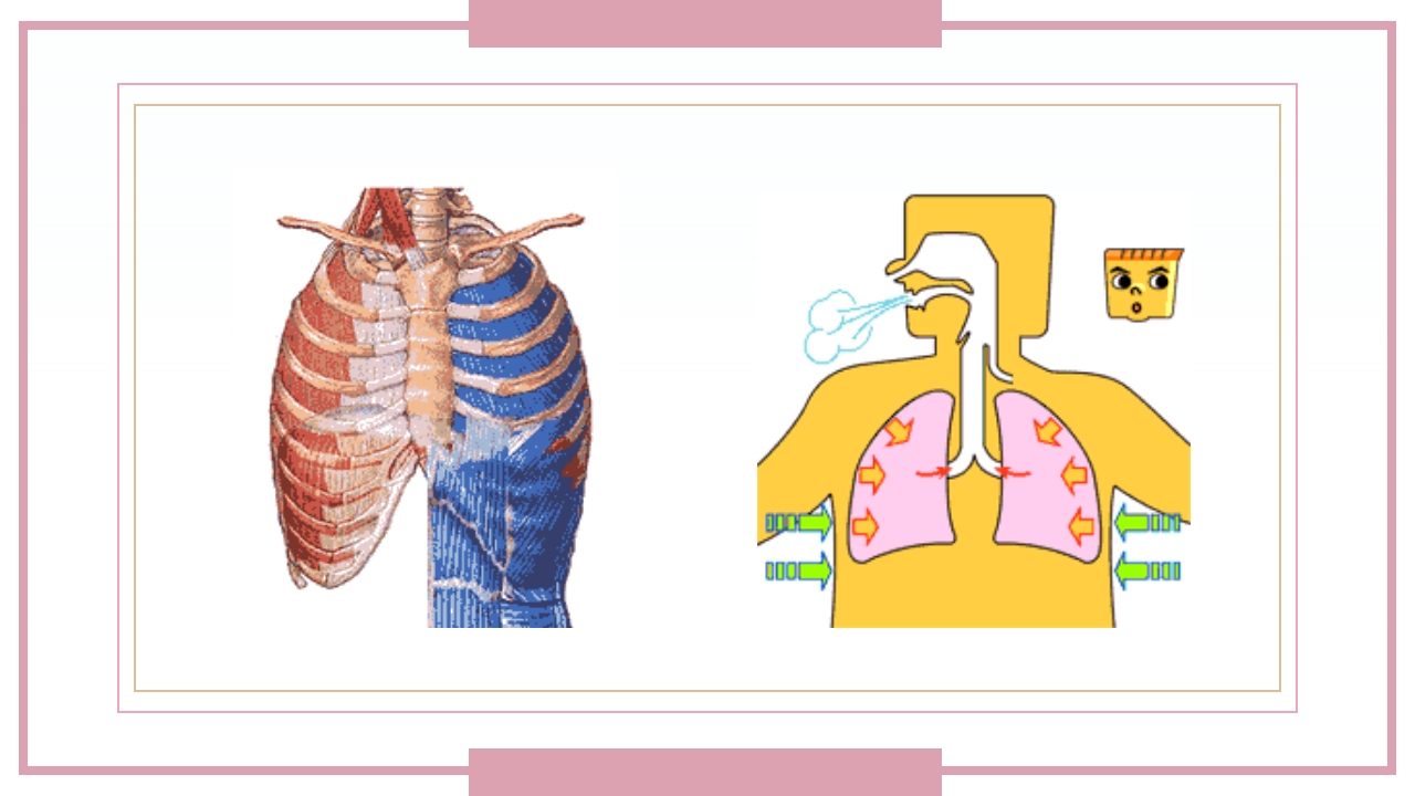 肋骨骨折病人的护理PPT课件14
