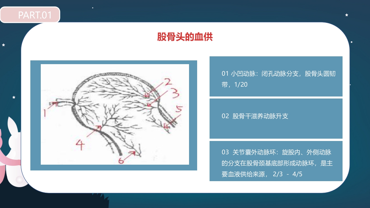 股骨颈骨折护理查房PPT课件10