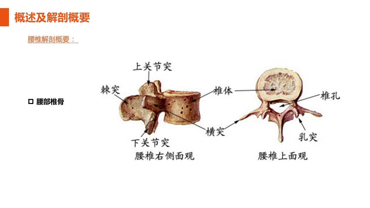 腰椎间盘突出症护理查房PPT课件5