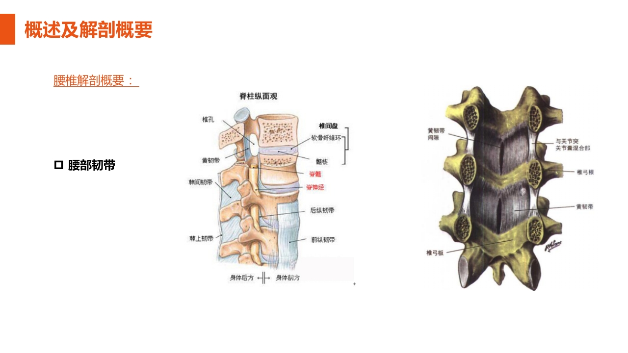 腰椎间盘突出症护理查房PPT课件8