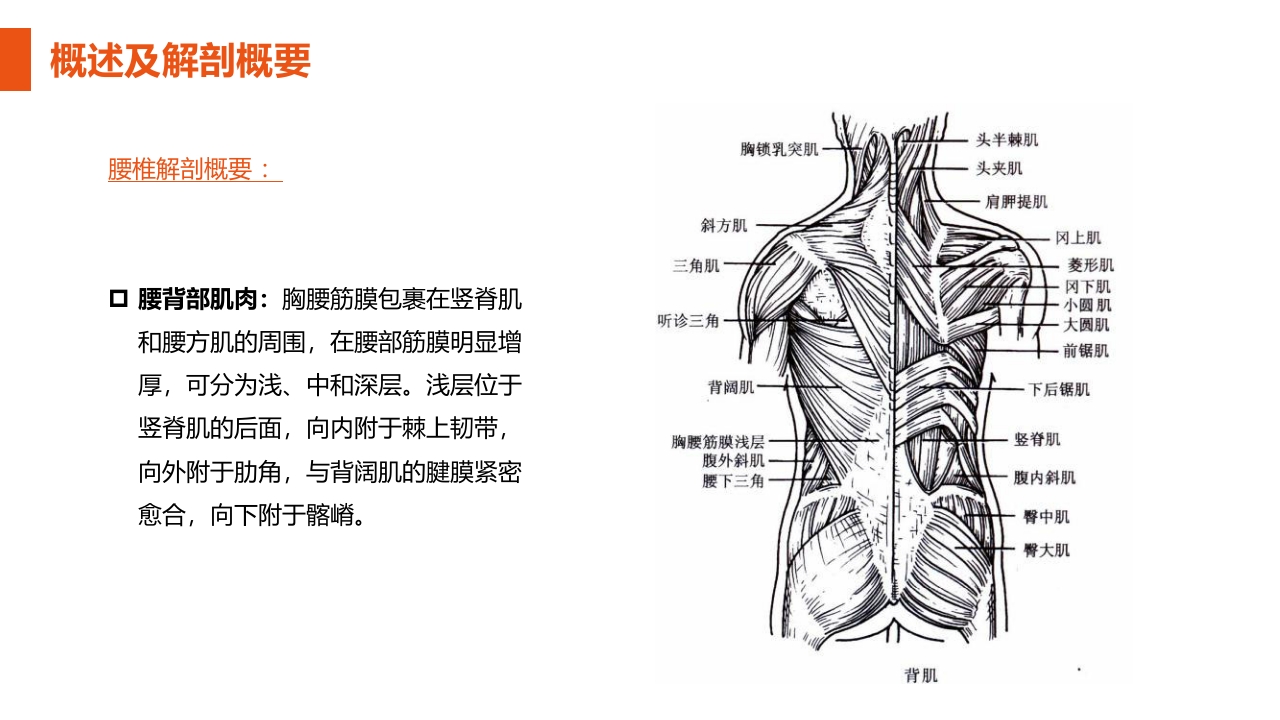 腰椎间盘突出症护理查房PPT课件9
