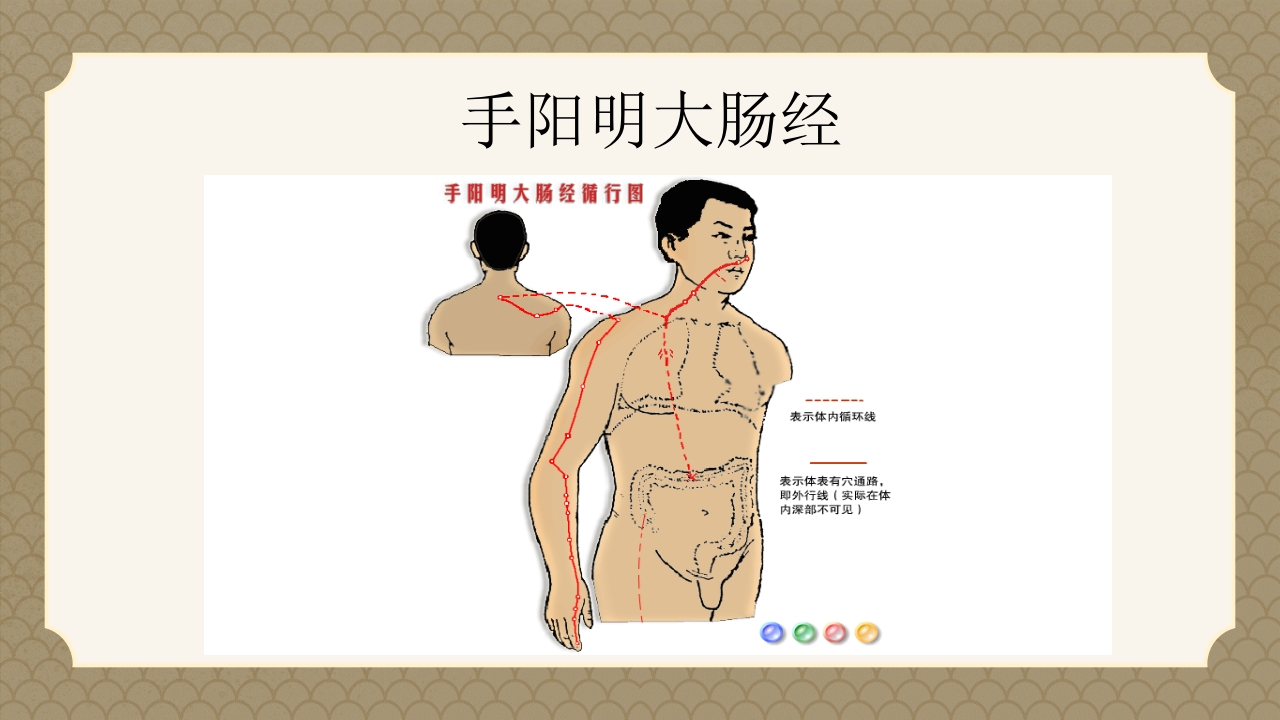 中医经络之《手阳明大肠经》PPT课件4