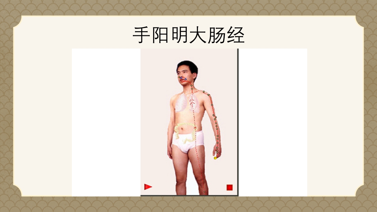 中医经络之《手阳明大肠经》PPT课件70