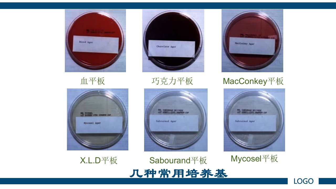 微生物实验·细菌的人工培养及形态学检查PPT课件13