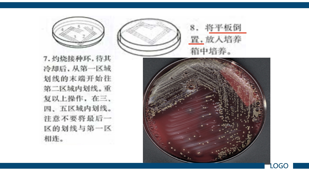 微生物实验·细菌的人工培养及形态学检查PPT课件25