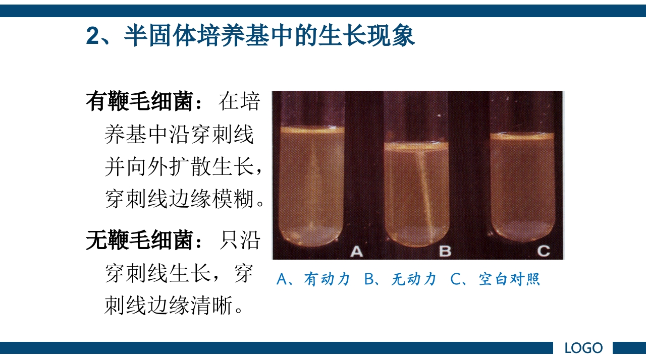 微生物实验·细菌的人工培养及形态学检查PPT课件43