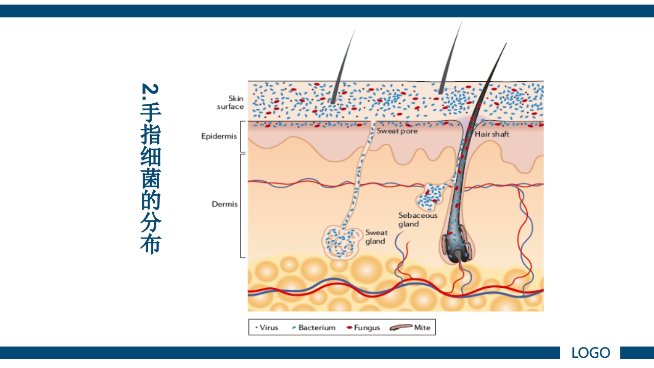 微生物实验·细菌的人工培养及形态学检查PPT课件46