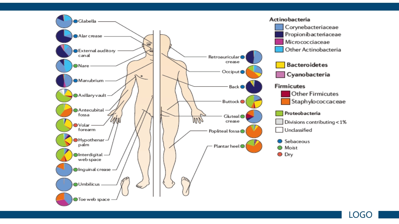 微生物实验·细菌的人工培养及形态学检查PPT课件48