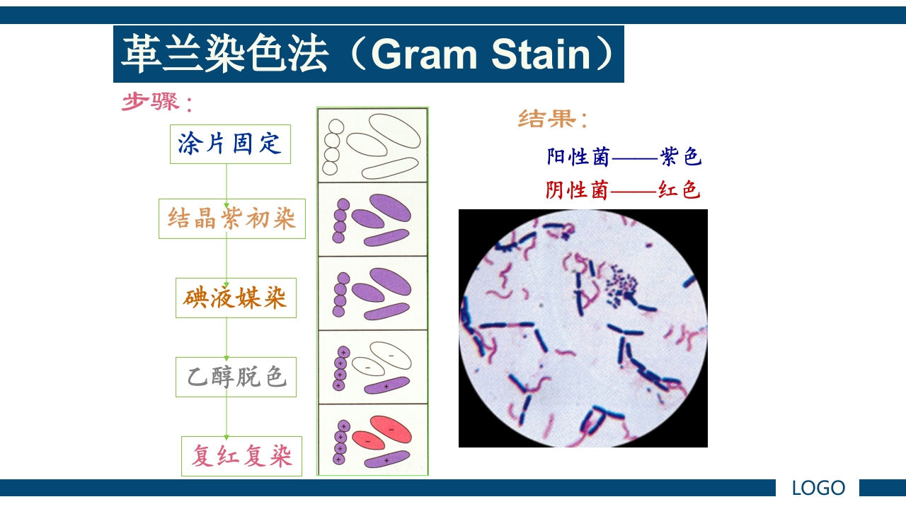 微生物实验·细菌的人工培养及形态学检查PPT课件66