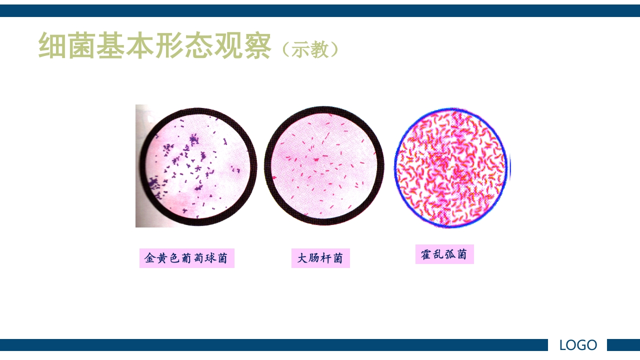 微生物实验·细菌的人工培养及形态学检查PPT课件71