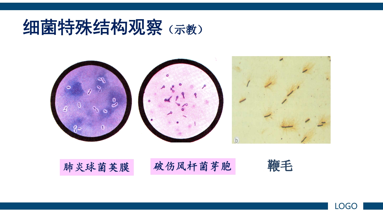 微生物实验·细菌的人工培养及形态学检查PPT课件72