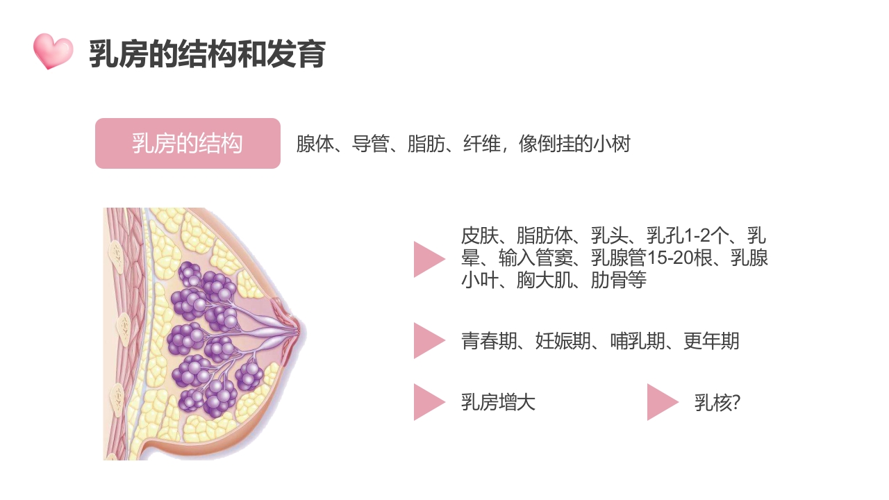 高级催乳师培训课程母婴课堂月嫂教材讲座PPT课件7