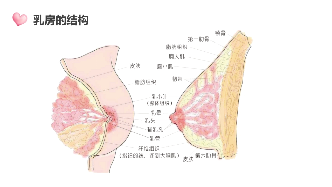 高级催乳师培训课程母婴课堂月嫂教材讲座PPT课件8
