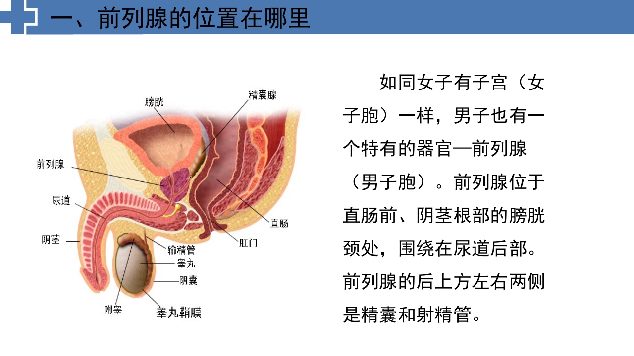 中医药治疗慢性前列腺炎前列腺增生PPT课件3