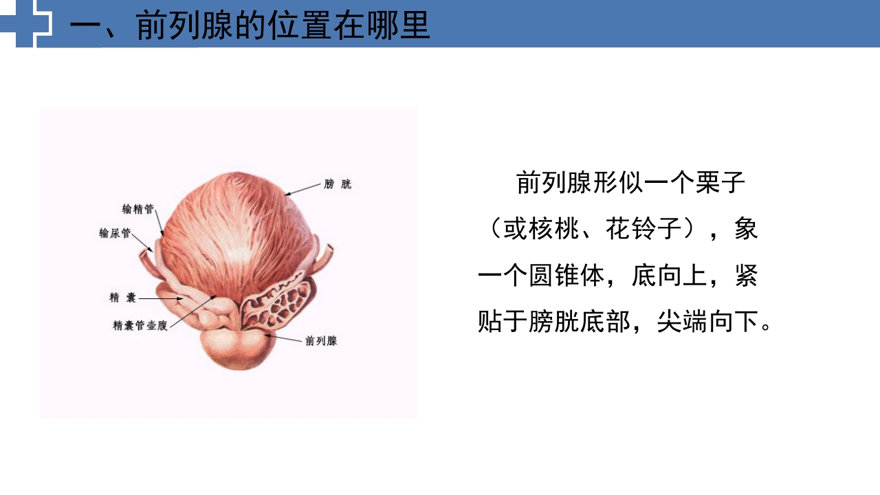 中医药治疗慢性前列腺炎前列腺增生PPT课件4