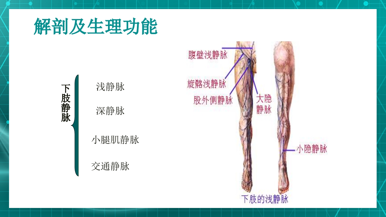 原发性下肢静脉曲张PPT课件5