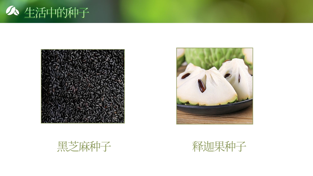 《奇妙的种子》大班科学观察ppt课件10