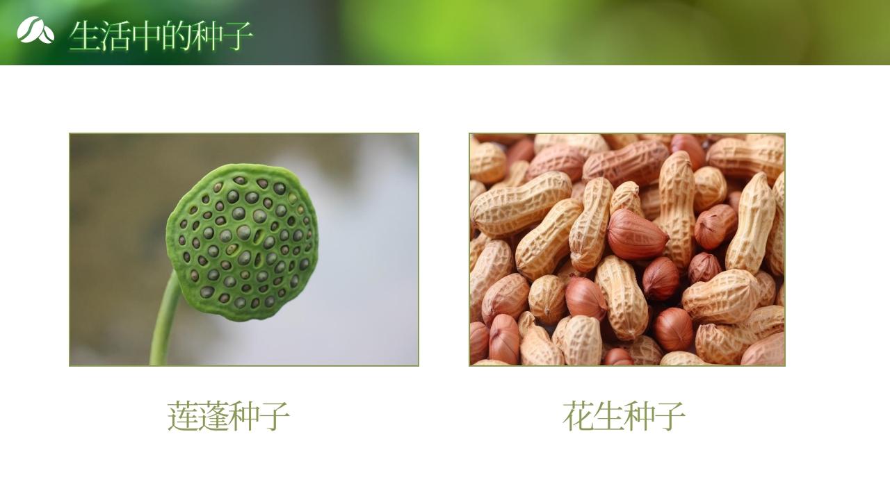 《奇妙的种子》大班科学观察ppt课件11