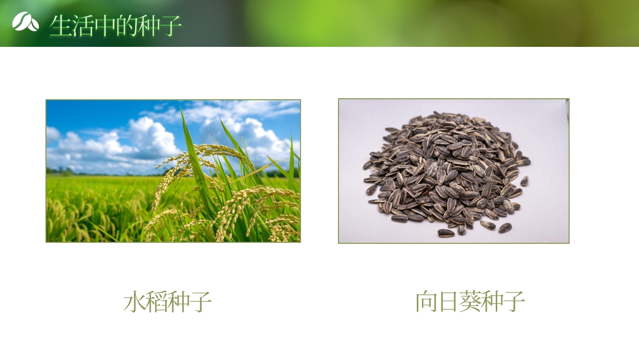 《奇妙的种子》大班科学观察ppt课件12