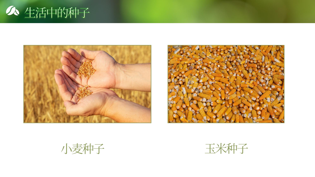 《奇妙的种子》大班科学观察ppt课件13