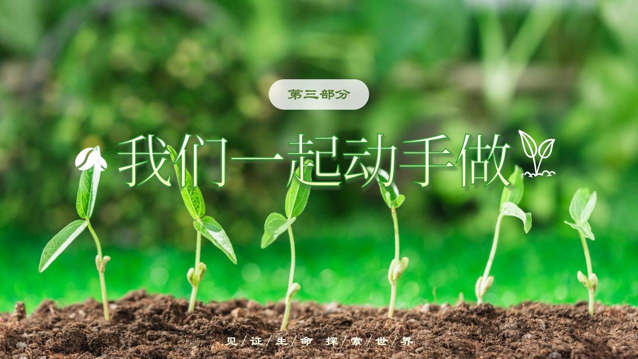 《奇妙的种子》大班科学观察ppt课件14