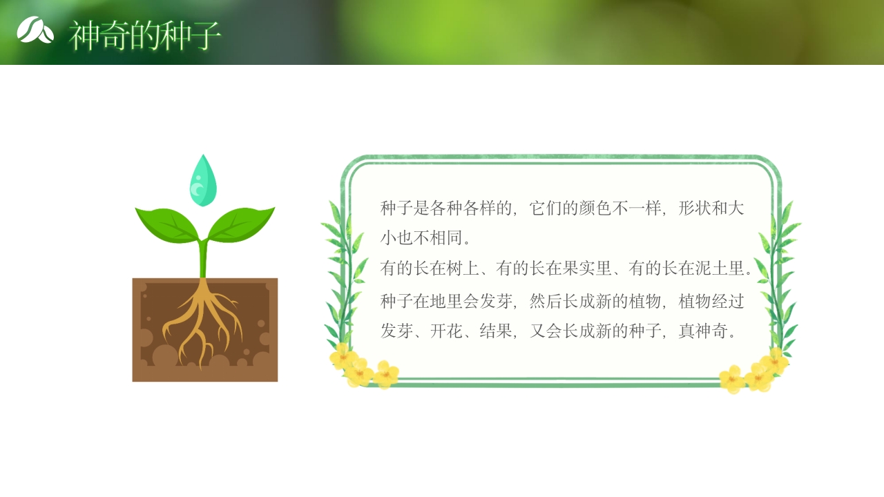 《奇妙的种子》大班科学观察ppt课件22