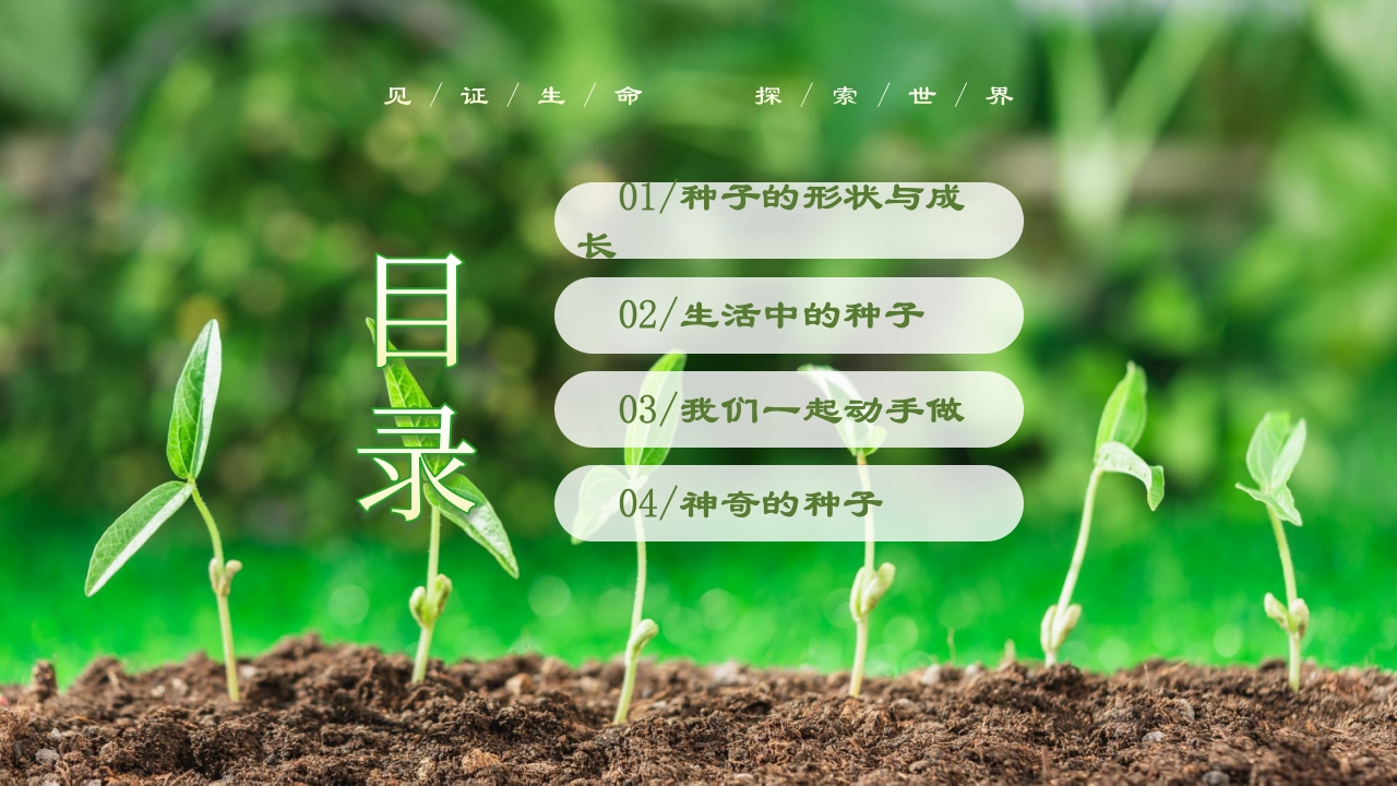 《奇妙的种子》大班科学观察ppt课件2