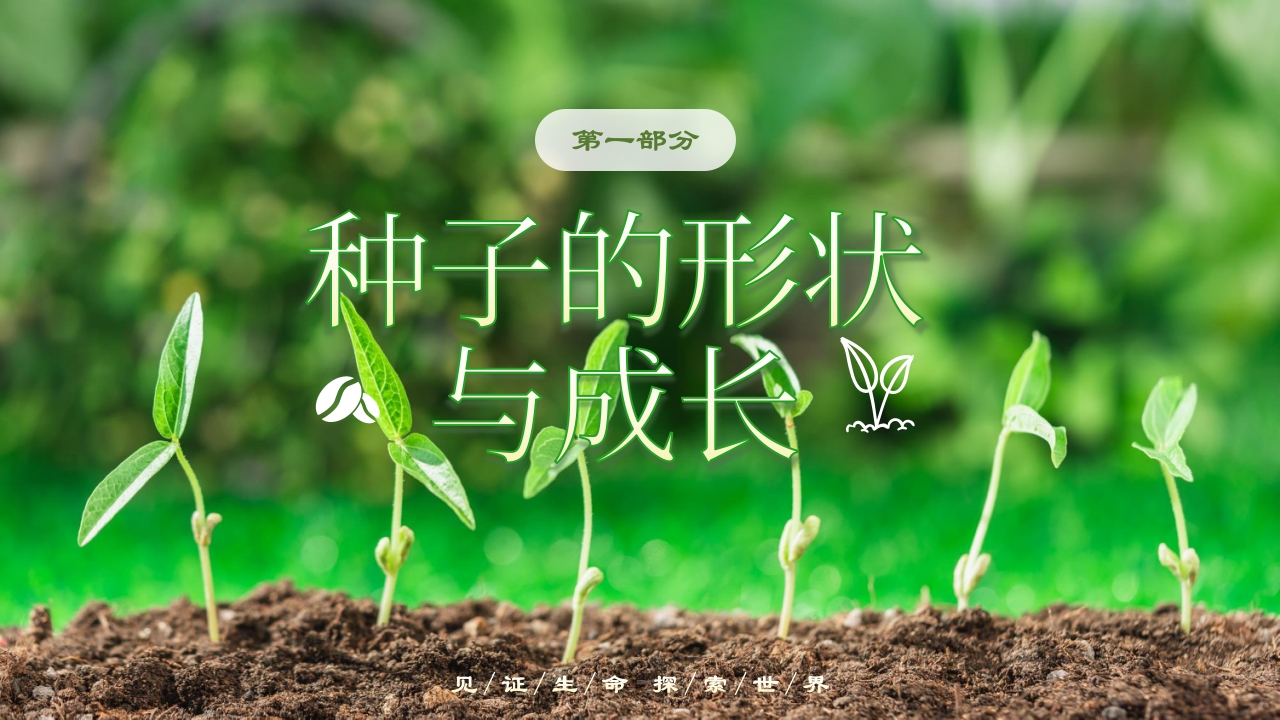 《奇妙的种子》大班科学观察ppt课件3