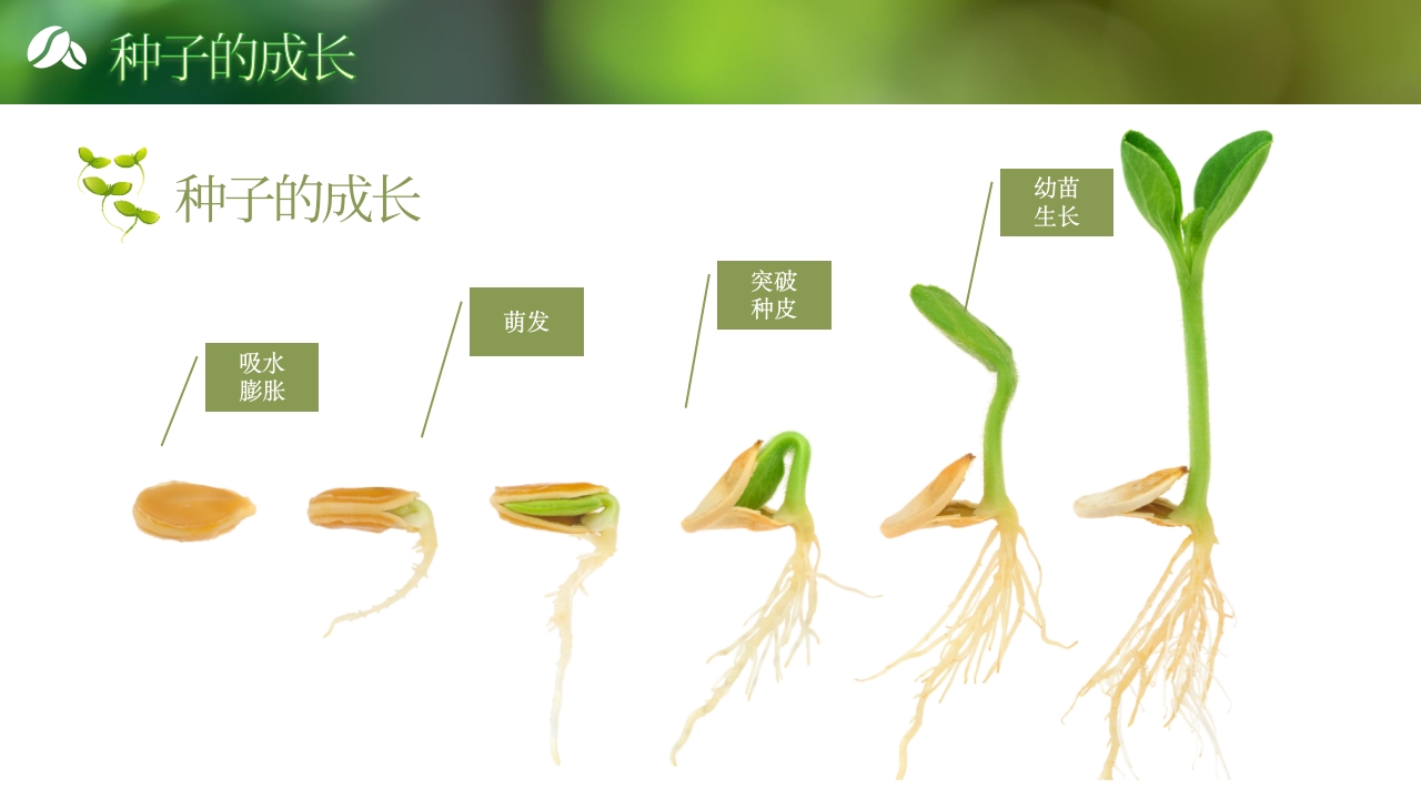 《奇妙的种子》大班科学观察ppt课件5