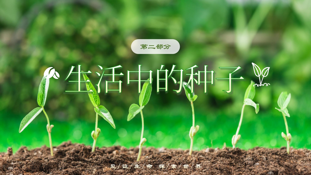 《奇妙的种子》大班科学观察ppt课件8
