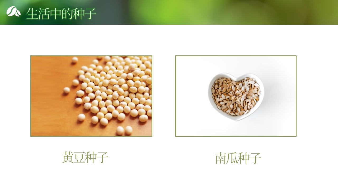 《奇妙的种子》大班科学观察ppt课件9