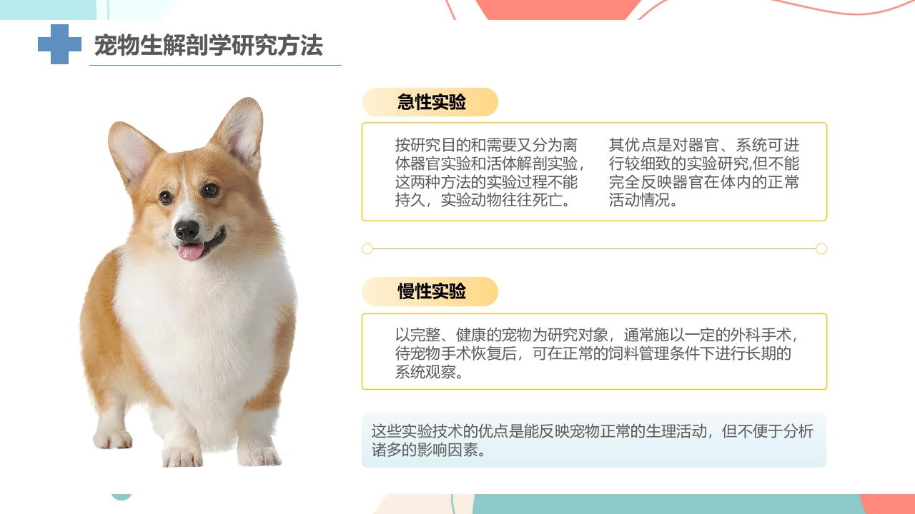 宠物解剖生理讲座PPT课件10