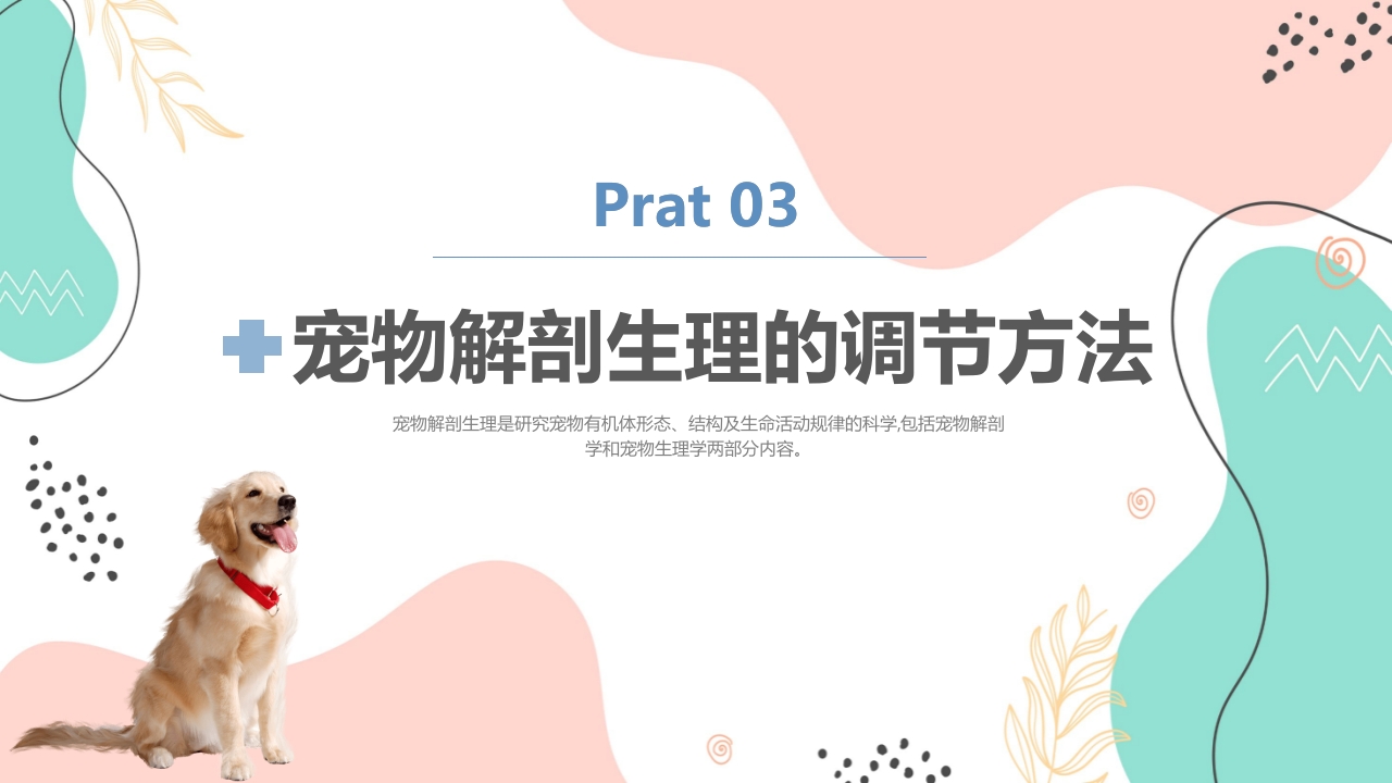 宠物解剖生理讲座PPT课件12