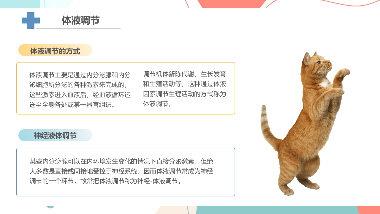 宠物解剖生理讲座PPT课件14