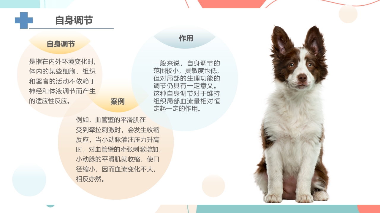 宠物解剖生理讲座PPT课件16