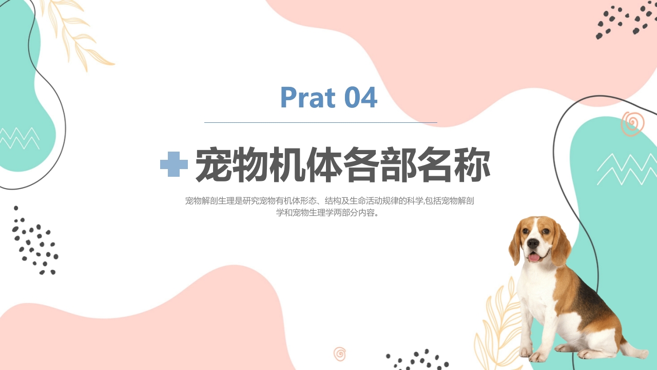 宠物解剖生理讲座PPT课件17