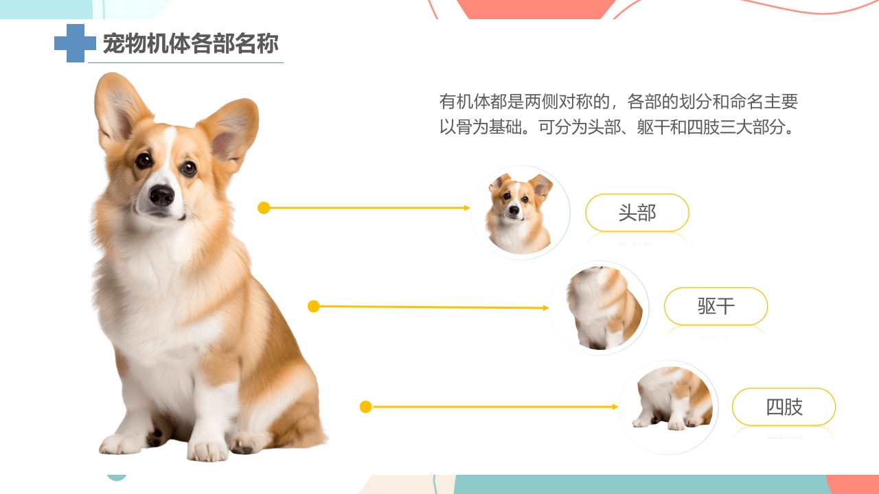 宠物解剖生理讲座PPT课件18